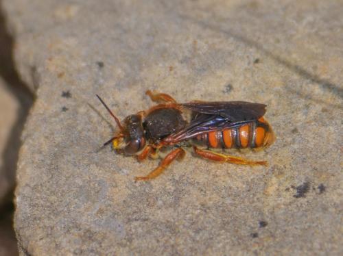 Réf. 356 918 : Rhodanthidium sticticum