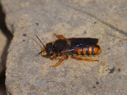 Réf. 356 915 : Rhodanthidium sticticum