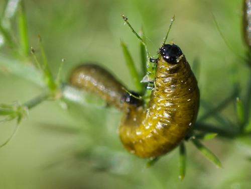 Réf. 356 953 : Crioceris sp.