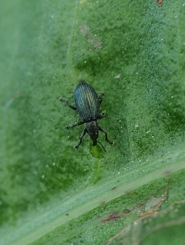 Réf. 356 955 : Perapion sp.