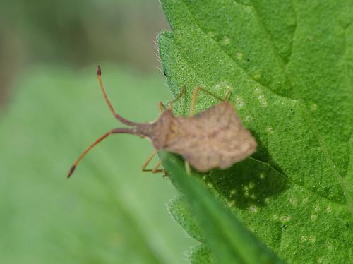 Réf. 356 973 : Syromastus rhombeus