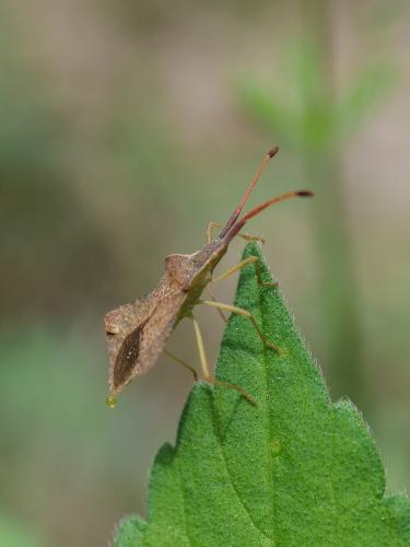 Réf. 356 972 : Syromastus rhombeus