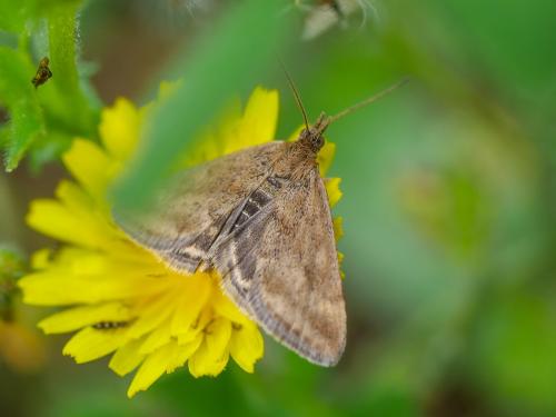 Réf. 356 974 : Pyrausta despicata