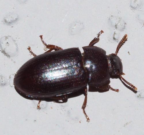 Réf. 356 583 : Alphitobius sp.