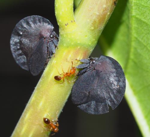 Réf. 356 925 : Membracis foliatafusca