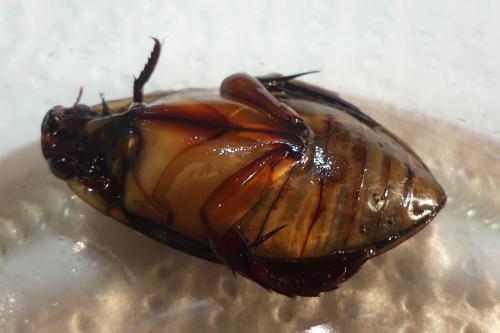 Cybister lateralimarginalis
