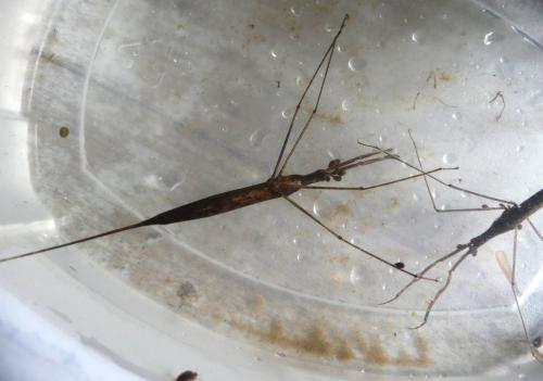Réf. 356 663 : Ranatra linearis