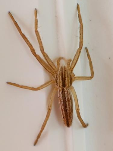 Réf. 356 038 : Tibellus sp.