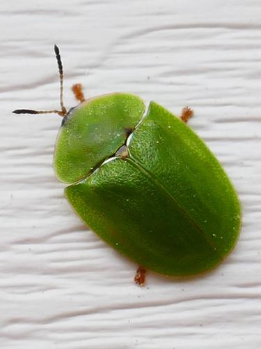 Réf. 356 214 : Cassida viridis