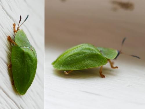 Réf. 356 215 : Cassida viridis