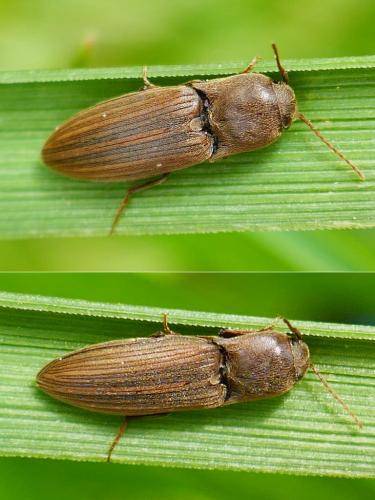 Agriotes lineatus