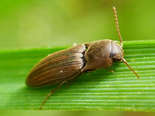 Agriotes lineatus