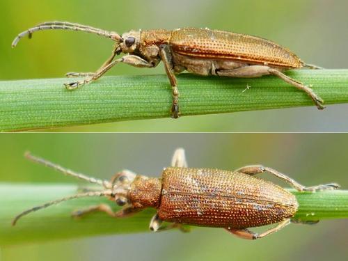 Donaciinae