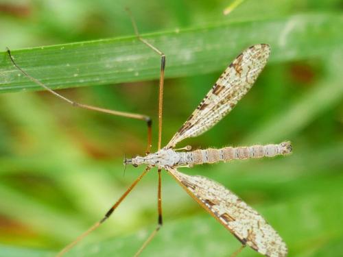 Limnophila pictipennis