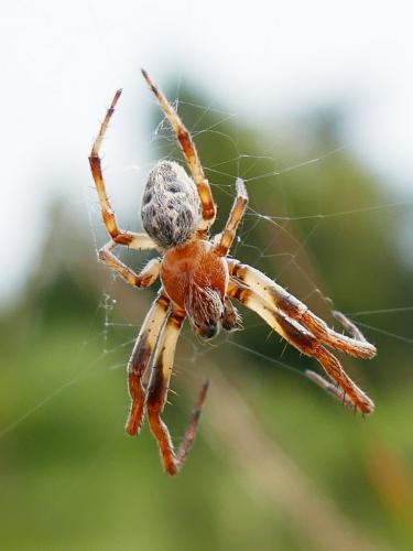 Larinioides cornutus