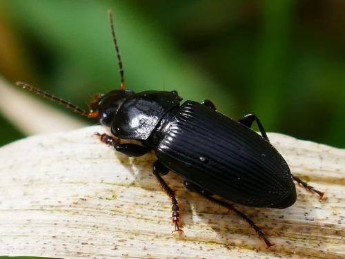 Anisodactylus binotatus