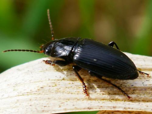Anisodactylus binotatus