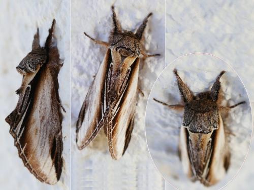 Réf. 356 259 : Pheosia tremula