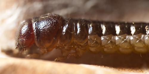 Byrrhus sp.