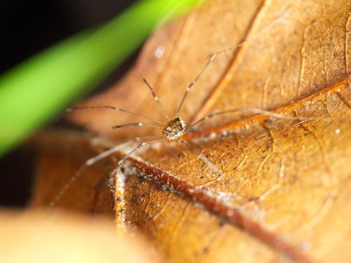 Leiobunum blackwalli