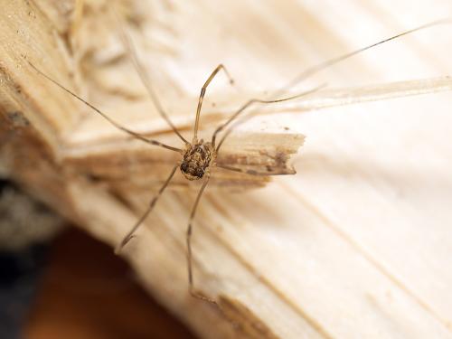 Leiobunum blackwalli