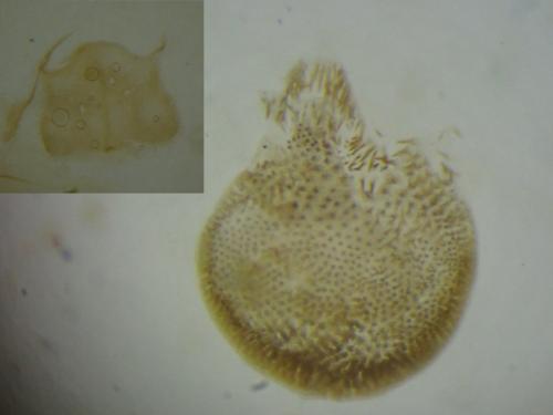 Réf. 356 261 : Eupithecia subfuscata