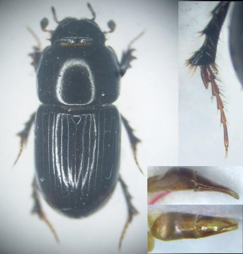 Réf. 356 508 : Calamosternus granarius
