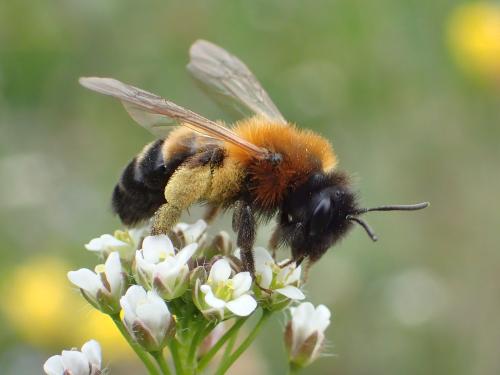 Réf. 356 791 : Andrena tscheki