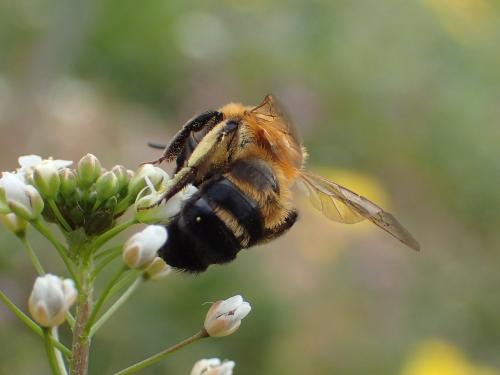 Réf. 356 790 : Andrena tscheki