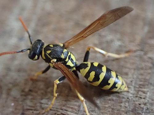 Polistes dominula