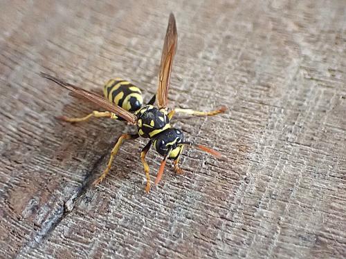 Réf. 356 658 : Polistes dominula