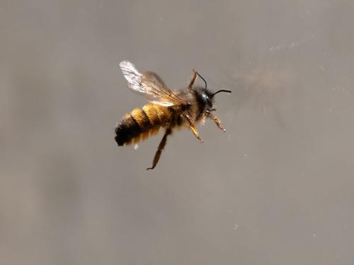 Réf. 356 653 : Osmia bicornis