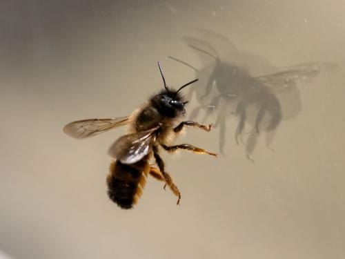 Réf. 356 654 : Osmia bicornis