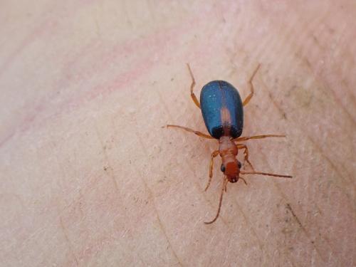 Réf. 356 697 : Brachinus sclopeta