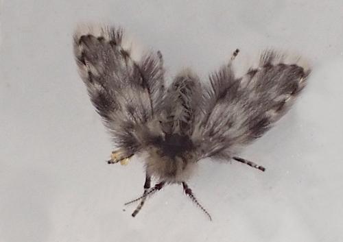 Réf. 356 936 : Clytocerus sp.