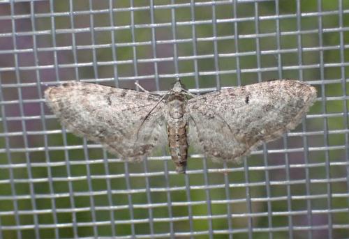 Réf. 356 260 : Eupithecia subfuscata