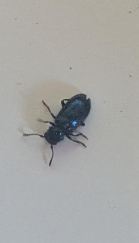 Korynetes sp.