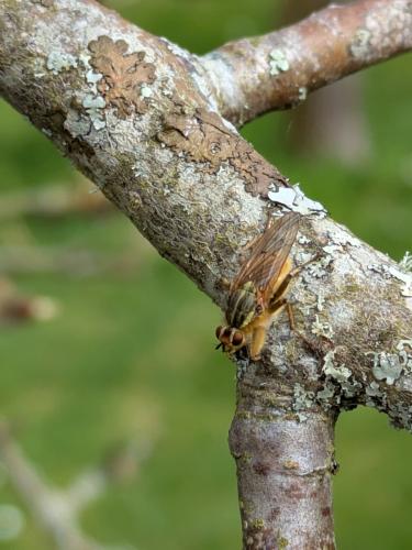 Scathophaga stercoraria