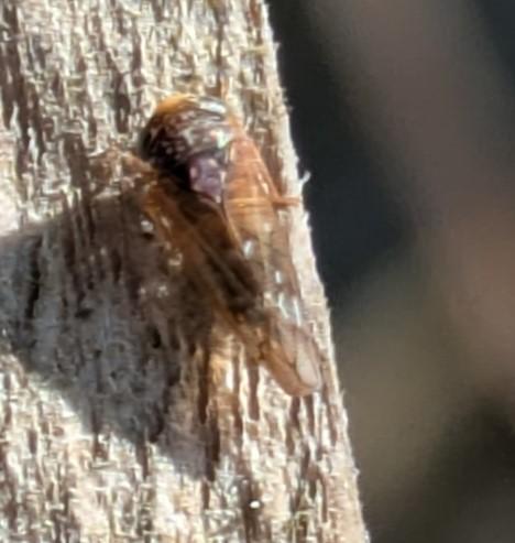 Metidiocerus rutilans