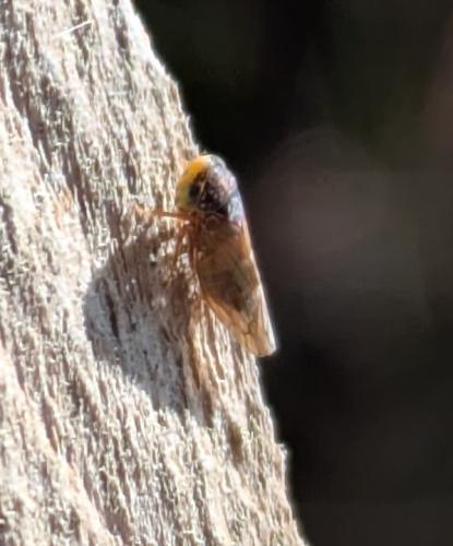 Metidiocerus rutilans