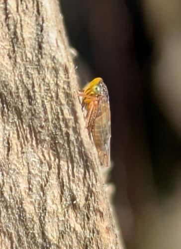 Metidiocerus rutilans