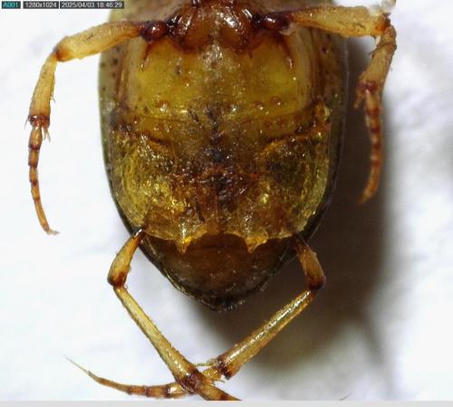 Réf. 356 686 : Peltodytes rotundatus