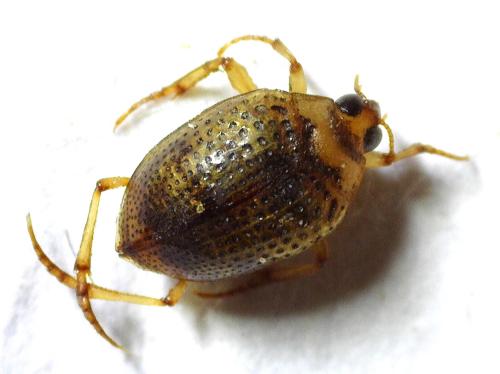 Peltodytes rotundatus