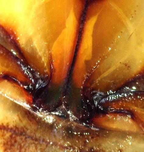 Cybister lateralimarginalis