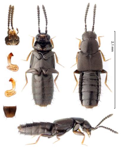 Réf. 356 146 : Atheta setigera