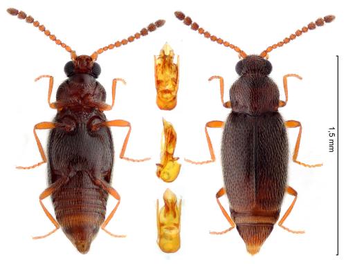 Réf. 356 625 : Eutheia linearis