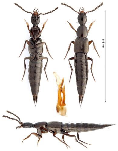 Réf. 356 242 : Rabigus pullus