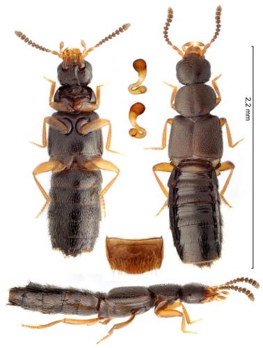 Réf. 356 512 : Atheta basicornis