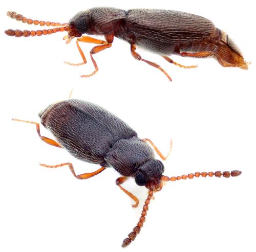 Réf. 356 626 : Eutheia linearis