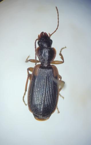 Cymindis etrusca